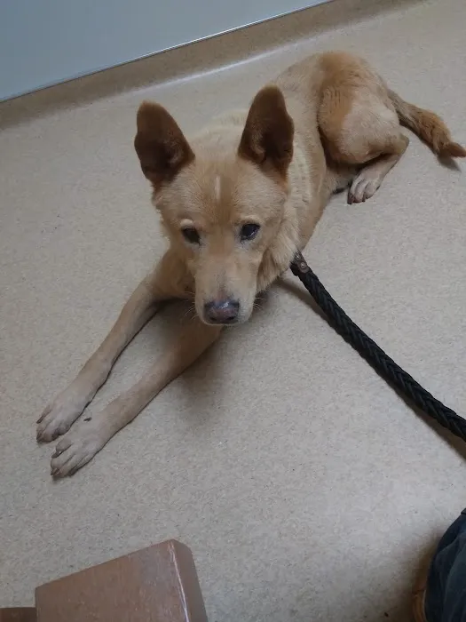 Lincolnton Animal Hospital 2