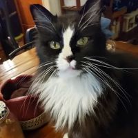 Lincolnton Animal Hospital ico