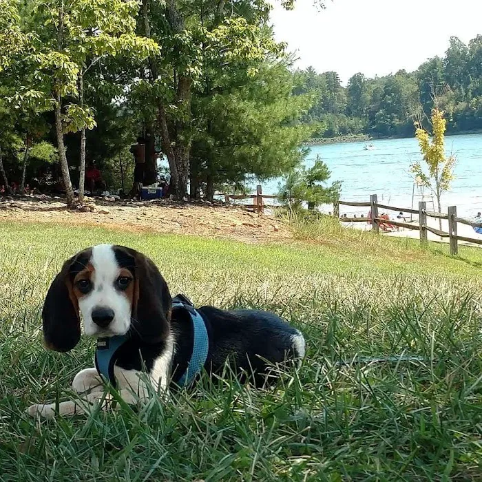 Lincolnton Animal Hospital 10