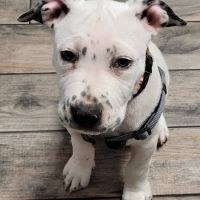 Startown Veterinary Hospital ico