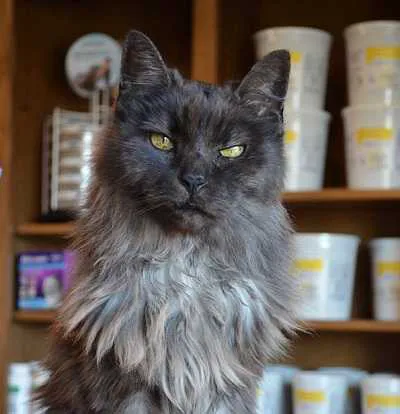 Startown Veterinary Hospital 8