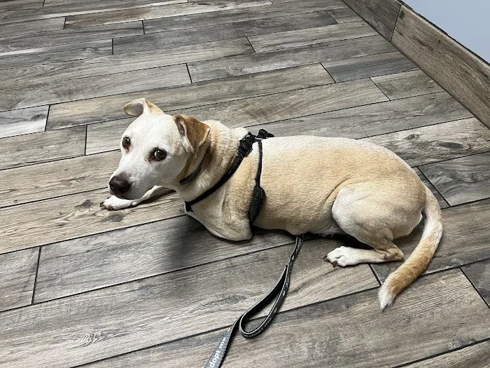 Startown Veterinary Hospital 6