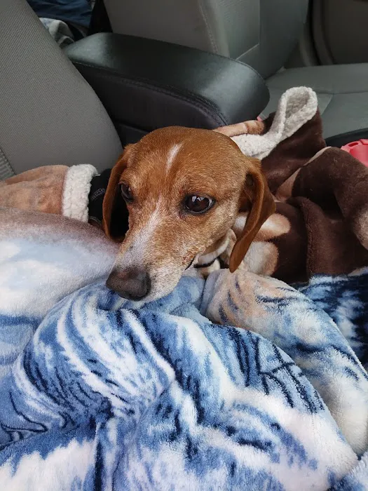 Animal Hospital-Newton Conover 9