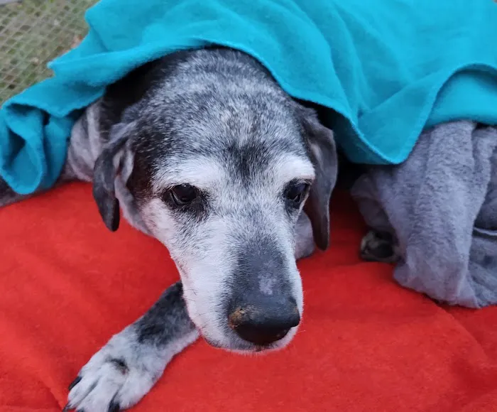 Crossroads Animal Hospital 1