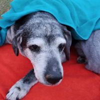 Crossroads Animal Hospital ico