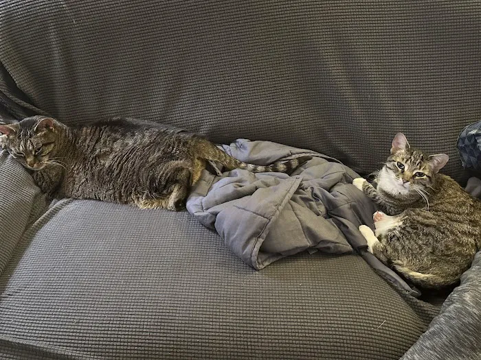 Lazy 5 Vets 1