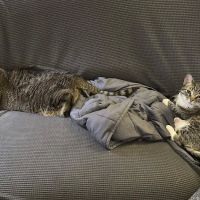 Lazy 5 Vets ico