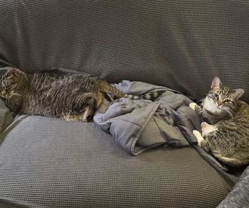 Lazy 5 Vets