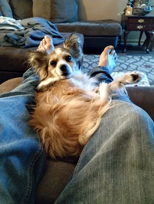 Lazy 5 Vets 10