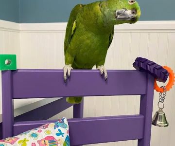 Small Animal Medicine & Surgery