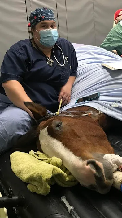 Large Animal Medicine and Surgery, PA 7