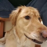 Full Circle Veterinary Care ico