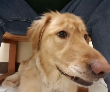 Full Circle Veterinary Care