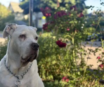 Banfield Pet Hospital