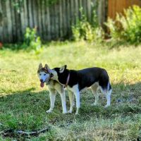 Banfield Pet Hospital ico