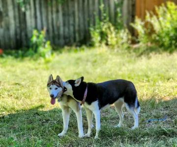 Banfield Pet Hospital