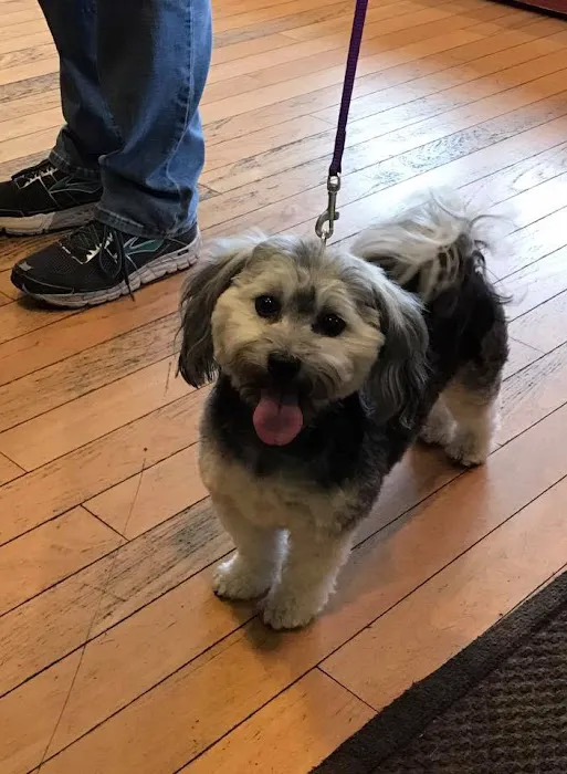 Animal Dermatology Clinic Portland 9