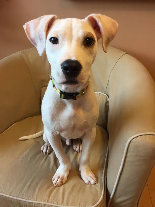 Animal Dermatology Clinic Portland 6