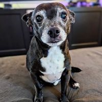 Animal Dermatology Clinic Portland ico