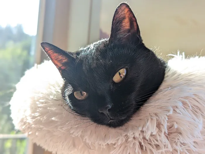 Parkway Veterinary Hospital 8