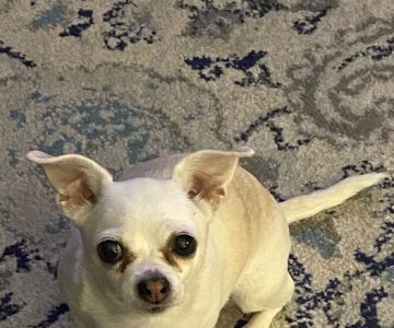 Animal Care Group of Lake Oswego