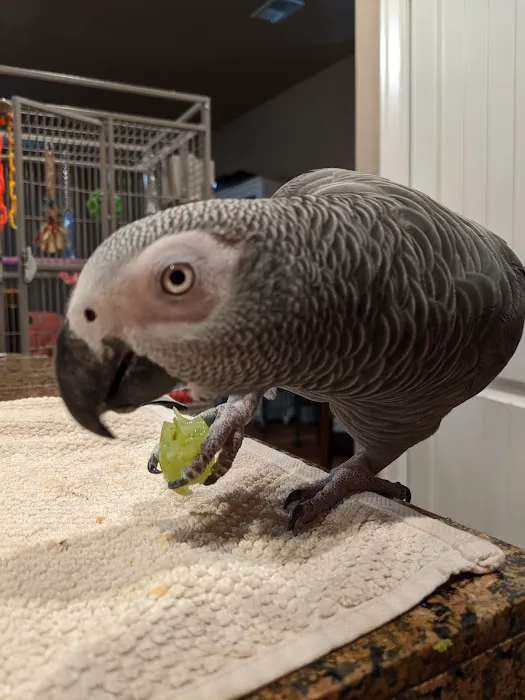 Avian Medical Center 1
