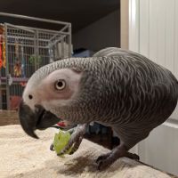Avian Medical Center ico