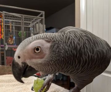 Avian Medical Center