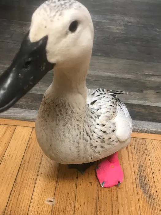 Avian Medical Center 8