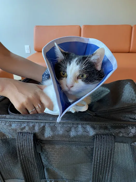 Bridgetown Veterinary Emergency + Referral 2