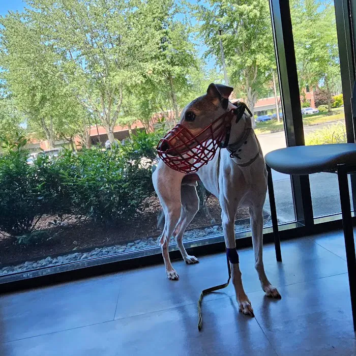 Bridgetown Veterinary Emergency + Referral 7