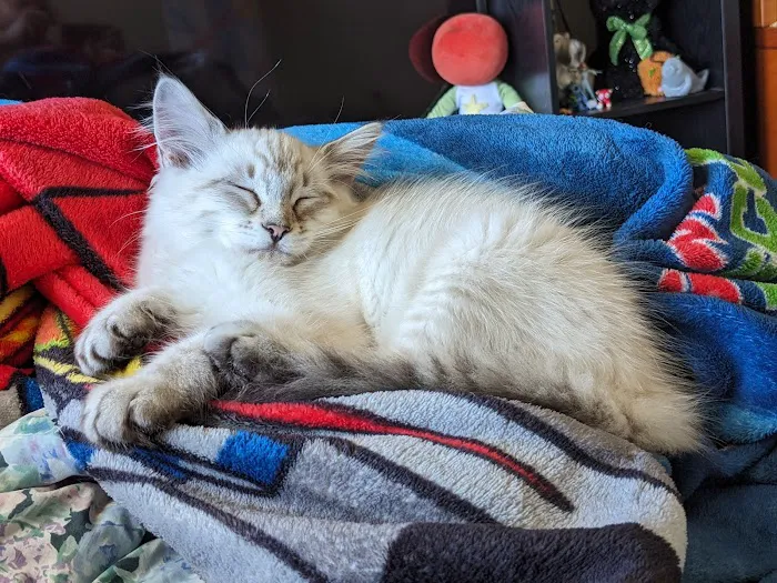 Bridgetown Veterinary Emergency + Referral 3