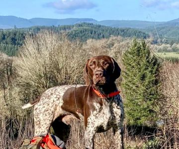 Bridgetown Veterinary Emergency + Referral