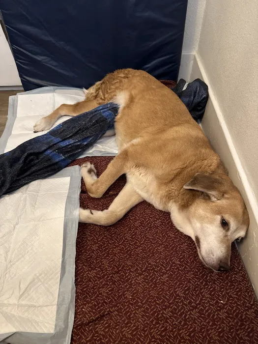 Bridgetown Veterinary Emergency + Referral 8