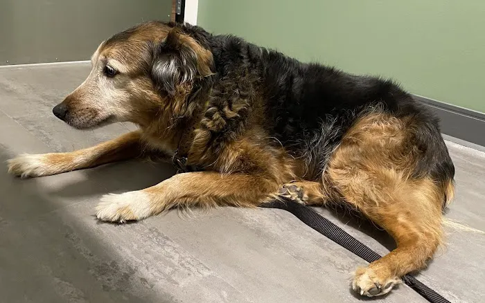 Bridgetown Veterinary Emergency + Referral 10