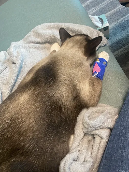 Bridgetown Veterinary Emergency + Referral 9
