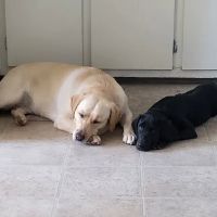 Community Pet Hospital ico