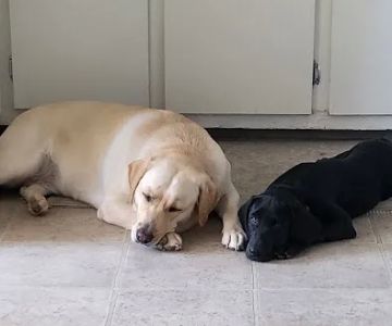 Community Pet Hospital