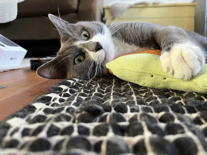 Community Pet Hospital 4