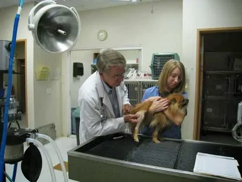 Community Pet Hospital 6