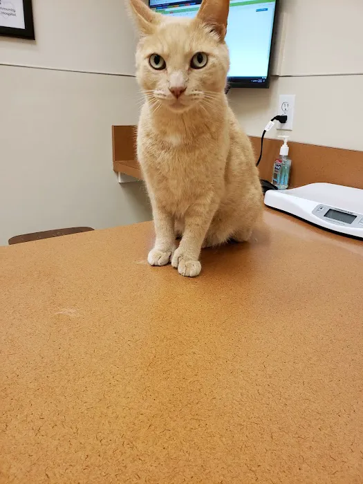 Community Pet Hospital 2