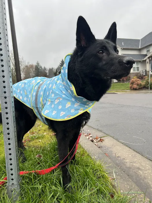 Community Pet Hospital 8