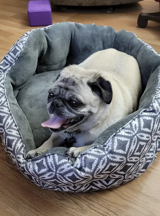 Community Pet Hospital 10