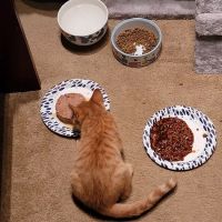 Mountainside Veterinary Hospital ico