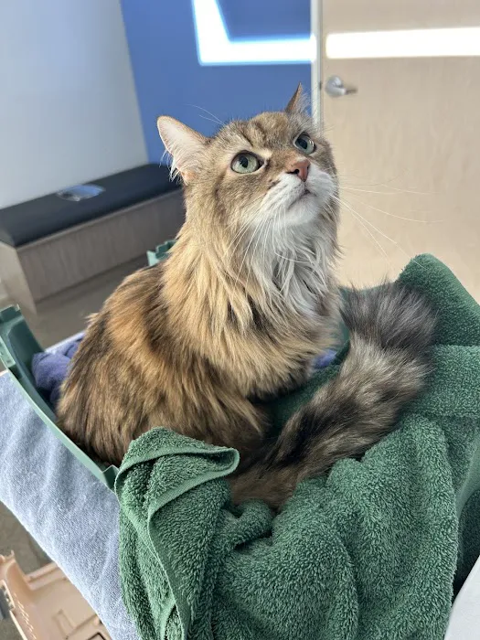 Mountainside Veterinary Hospital 6