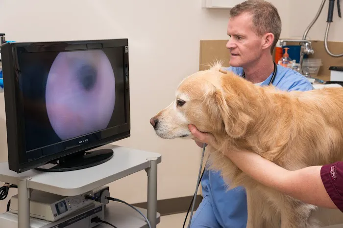 Animal Dermatology Clinic 2