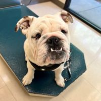 Animal Dermatology Clinic ico