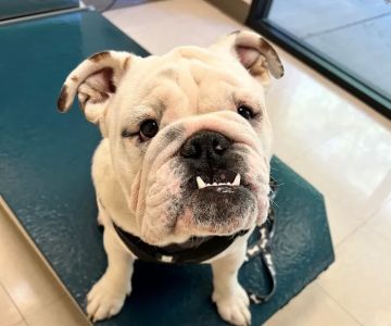 Animal Dermatology Clinic