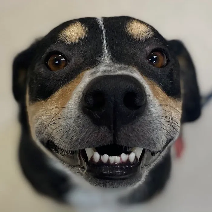Animal Dermatology Clinic 10