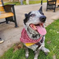 Oregon Veterinary Dental Specialists ico